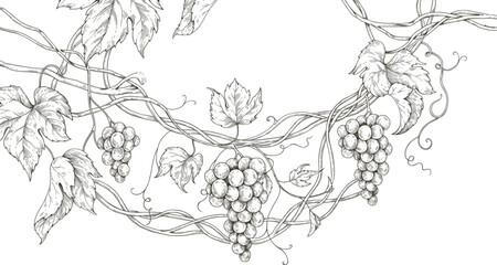 Vintage grapevine sketch border with hanging grapes, hand drawn vineyard illustration, black and white botanical line art for wine labels © Angel