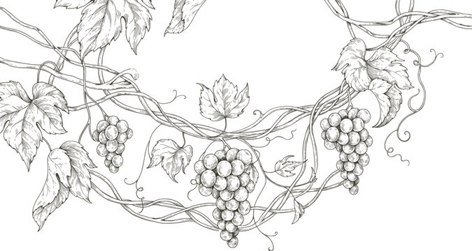 Vintage grapevine sketch border with hanging grapes, hand drawn vineyard illustration, black and white botanical line art for wine labels