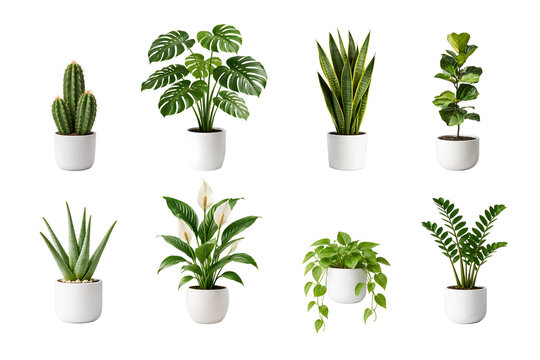 Set of 8 Popular Houseplants in White Pots