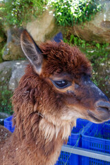 Naklejka premium Adorable brown alpaca portrait in a rural outdoor setting, featuring detailed wool texture, shallow depth of field, and natural sunlight. Perfect for themes related to animals, farming and livestock