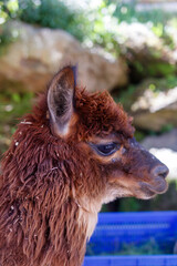 Naklejka premium Adorable brown alpaca portrait in a rural outdoor setting, featuring detailed wool texture, shallow depth of field, and natural sunlight. Perfect for themes related to animals, farming and livestock
