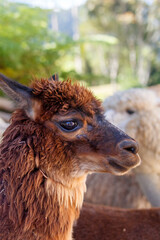 Naklejka premium Adorable brown alpaca portrait in a rural outdoor setting, featuring detailed wool texture, shallow depth of field, and natural sunlight. Perfect for themes related to animals, farming and livestock
