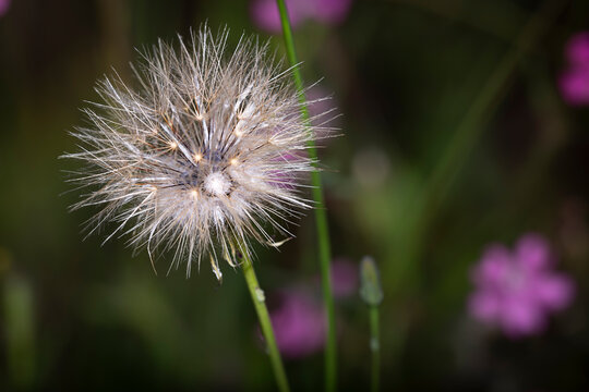 Diente de Le&oacute;n (Taraxacum officinale)