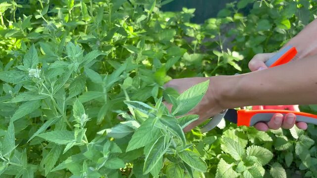 Women's hands cutting fresh mint and lemon balm leaves with garden shears
