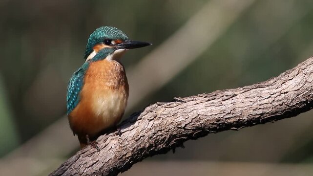 Juvenile Common Kingfisher perched on branch and flying away, Alcedo atthis