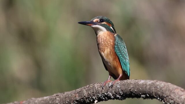 Juvenile Common Kingfisher bowing and looking around on branch, Alcedo atthis