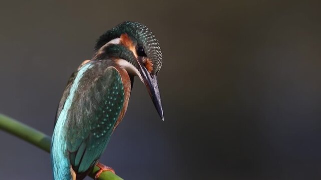 Common Kingfisher turning head back on stem, Alcedo atthis