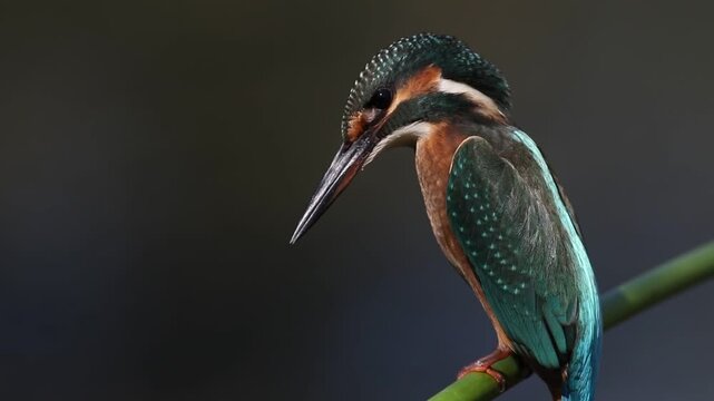 Juvenile Common Kingfisher hunting on green stem, Alcedo atthis