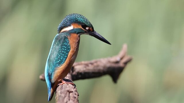 Juvenile Common Kingfisher looking down from branch, Alcedo atthis