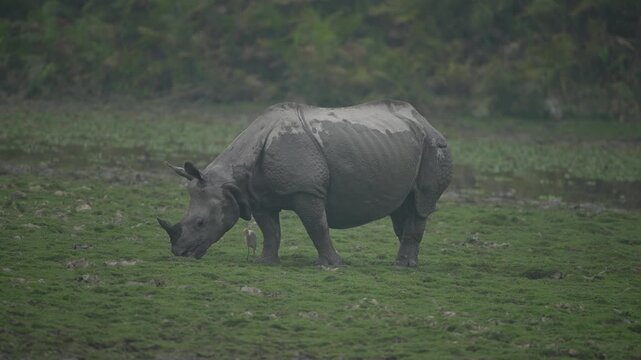 A majestic Indian rhinoceros grazing in the lush green wetlands of Assam. Cinematic wildlife footage suitable for sustainability and nature conservation documentaries.