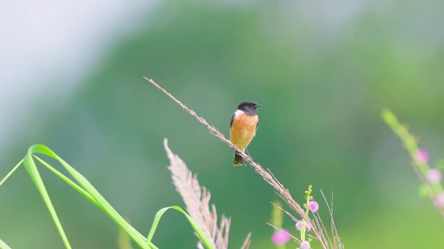 A cinematic shot of a Siberian stonechat bird resting on a dry grass stalk in a lush green field in India. Useful for nature documentaries and wildlife conservation content.