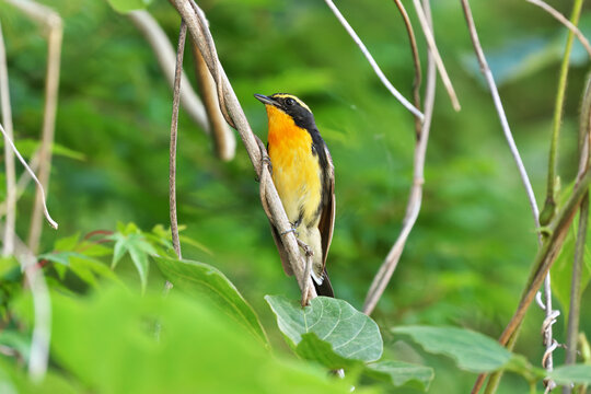Close-up photo from a distance of 5m, Narcissus Flycatcher