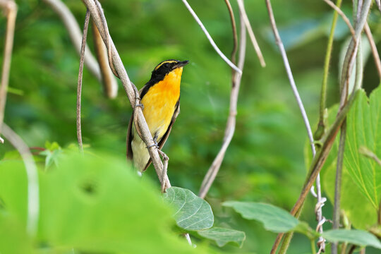 Close-up photo from a distance of 5m, Narcissus Flycatcher