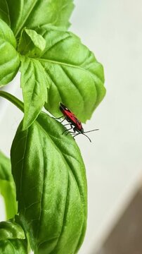 Close-up of red and black firebug crawling on fresh green basil plant leaf. Vertical format