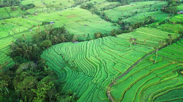 Bali rice terraces with curved farming patterns and palm trees, lush green paddies shaping hillside farmland and traditional agricultural system, aerial drone footage