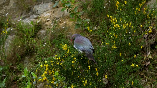 A native New Zealand wood pigeon, known as a kereru perches quietly on a green flowering gorse bush against a rocky cliff side, close-up view