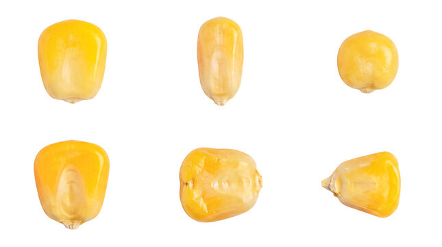 Vibrant yellow corn kernels photographed from various angles, isolated on a transparent background.