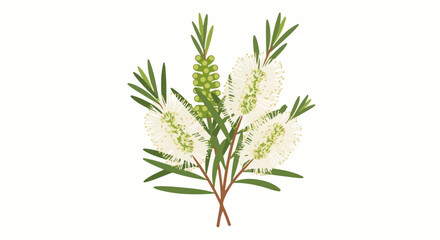 Obraz premium A cluster of delicate white bottlebrush flowers with green foliage
