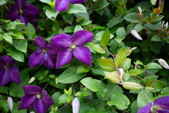 Cl&eacute;matite violette en fleurs