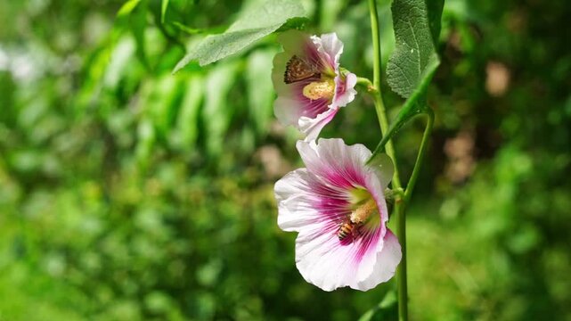 Mid-shot video of branches of mallow plant with pink white flowers on which butterflies, honey bees collect pollen and honey. Video slowed down by 4x, 25 fps. Natural footage for cinema filling frames