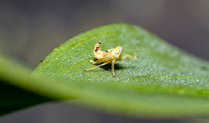 Obraz premium Yellow Orange Leafhopper Nymph with Black Markings on Dew-Covered Green Leaf – Florida