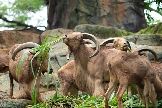 The Barbary sheep (Ammotragus lervia), also known as aoudad is a species of caprine native to rocky mountains in North Africa and parts of West Africa.