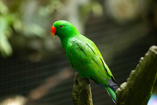Bright green male Eclectus Parrot.