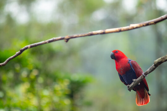 Selective focus of colorfull female eclectus parrots standing on a branch.