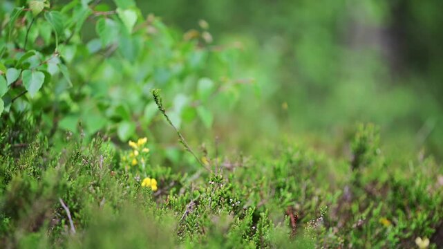 Focus Pull Across Heather Landscape with Soft Green Vegetation