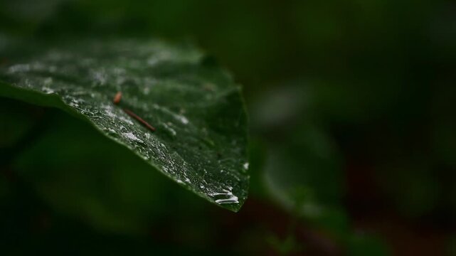 Water Droplet Falling from Leaf Tip in Close Up
