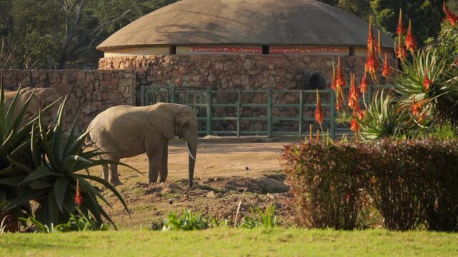 Two African elephants walk and eat in beautiful zoo enclosure, aloe flowers in foreground