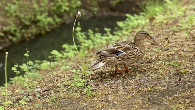 Female mallard duck walking along a pond bank searching for food
