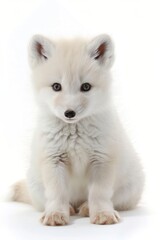 Naklejka premium Adorable fluffy white fox pup