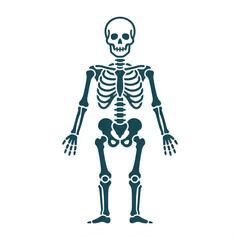 Fototapeta premium Human skeleton illustration standing upright isolated on transparent background