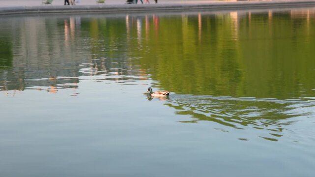 A vibrant mallard duck swimming peacefully across a calm pond, leaving a gentle wake on the water reflecting lush green trees.