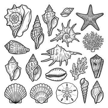 Vintage seashell line art collection, hand drawn nautical sea shell vector set, black and white marine life illustrations for coastal decor