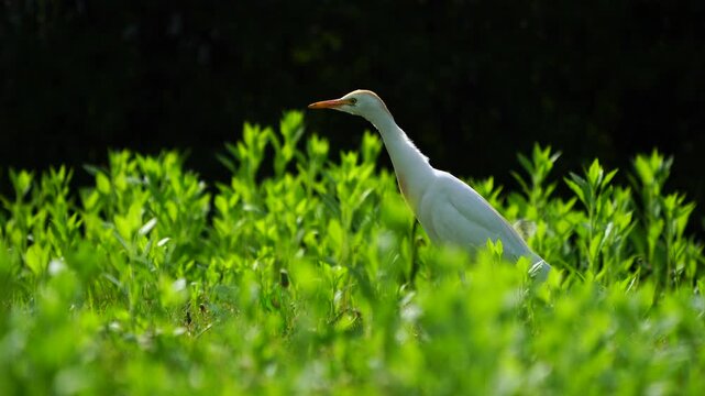 Wildlife - Birds. Western cattle egret (Bubulcus ibis) mostly live in fields, steppes and grasslands, except wetlands. They usually feed on insects.