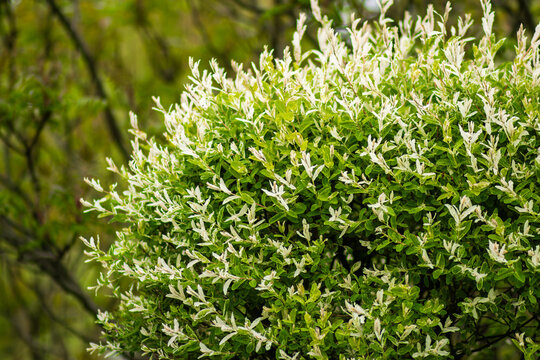 Green and white flowering shrub Salix integra Hakuro-Nishiki with elongated leaves and delicate blossoms, surrounded by lush greenery in a natural outdoor setting