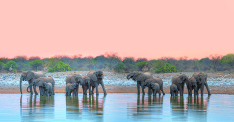A group of elephant families go to the water's edge for a drink - African elephants standing near lake in Etosha National Park, Namibia © muratart