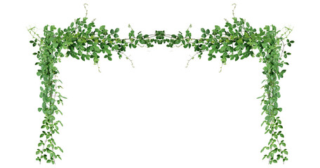 Bush grape or three-leaved wild vine cayratia (Cayratia trifolia) liana ivy plant bush, nature frame jungle border © Design Zone