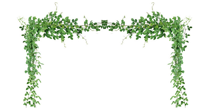Bush grape or three-leaved wild vine cayratia (Cayratia trifolia) liana ivy plant bush, nature frame jungle border