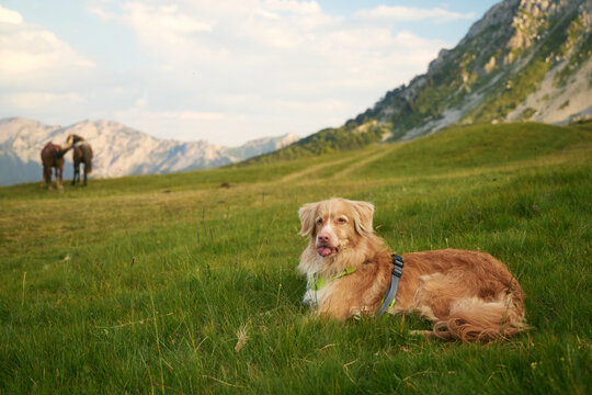 A Nova Scotia Duck Tolling Retriever lies in the grass on a wide plain. A herd of cows grazes in the distance near the base of a mountain ridge.