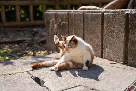 公園で陽射しを浴びて毛繕いをしている猫