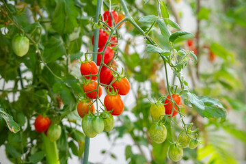 Bunch of fresh ripe red grape tomatoes hanging on the vine in organic garden