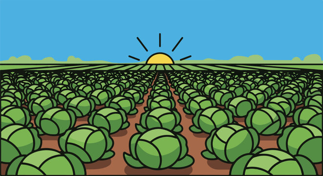 A vast field of cabbages stretches towards a rising sun under a clear blue sky