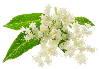 Naklejka premium Fresh white elderberry blossom with elderberry green leaves isolated on a white background. Herbal medicinal tea ingredient.