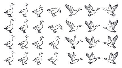 Hand-drawn goose illustrations, various poses, flying and walking, sketch style © anis