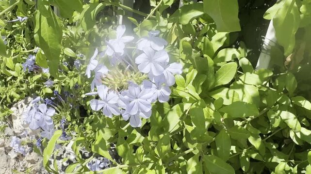 Blue plumbago flowers swaying in the wind on a shrub. A delicate scene of Mediterranean flora in natural sunlight.