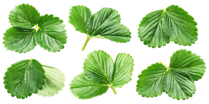 Set of fresh green strawberry leaves isolated on a white background. Clipping path.