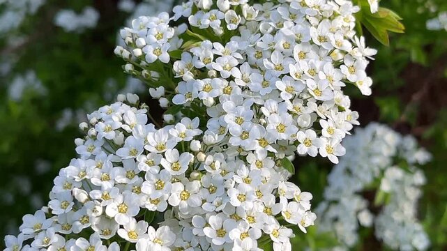 A beautiful close-up of a flowering Spiraea Grefsheim, Grefsheim Spirea, branch. Tiny, dense white blossoms with yellow centers pack the stem, creating a soft, elegant springtime texture